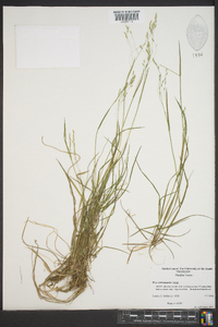 Poa autumnalis image