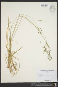 Poa cuspidata image