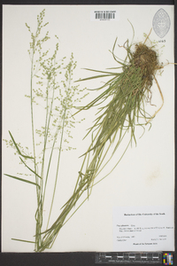 Poa sylvestris image