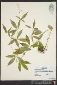 Gillenia trifoliata image