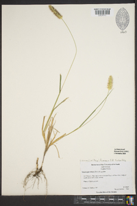 Setaria pumila image