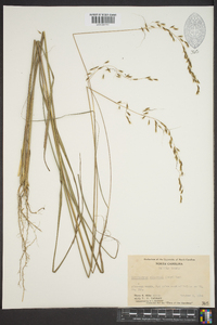 Sorghastrum elliottii image