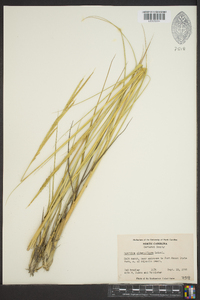 Spartina alterniflora image