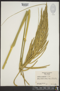 Spartina cynosuroides image