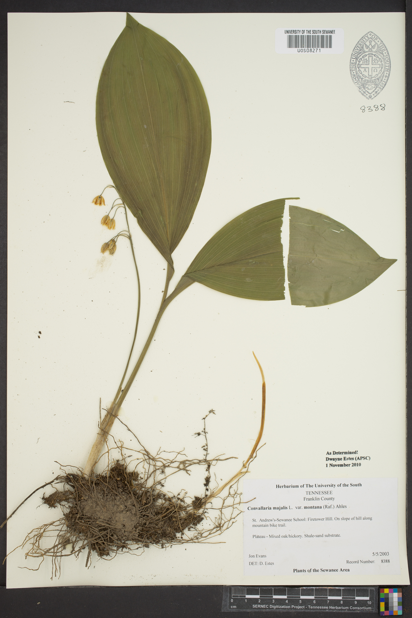 Convallaria majalis var. montana image