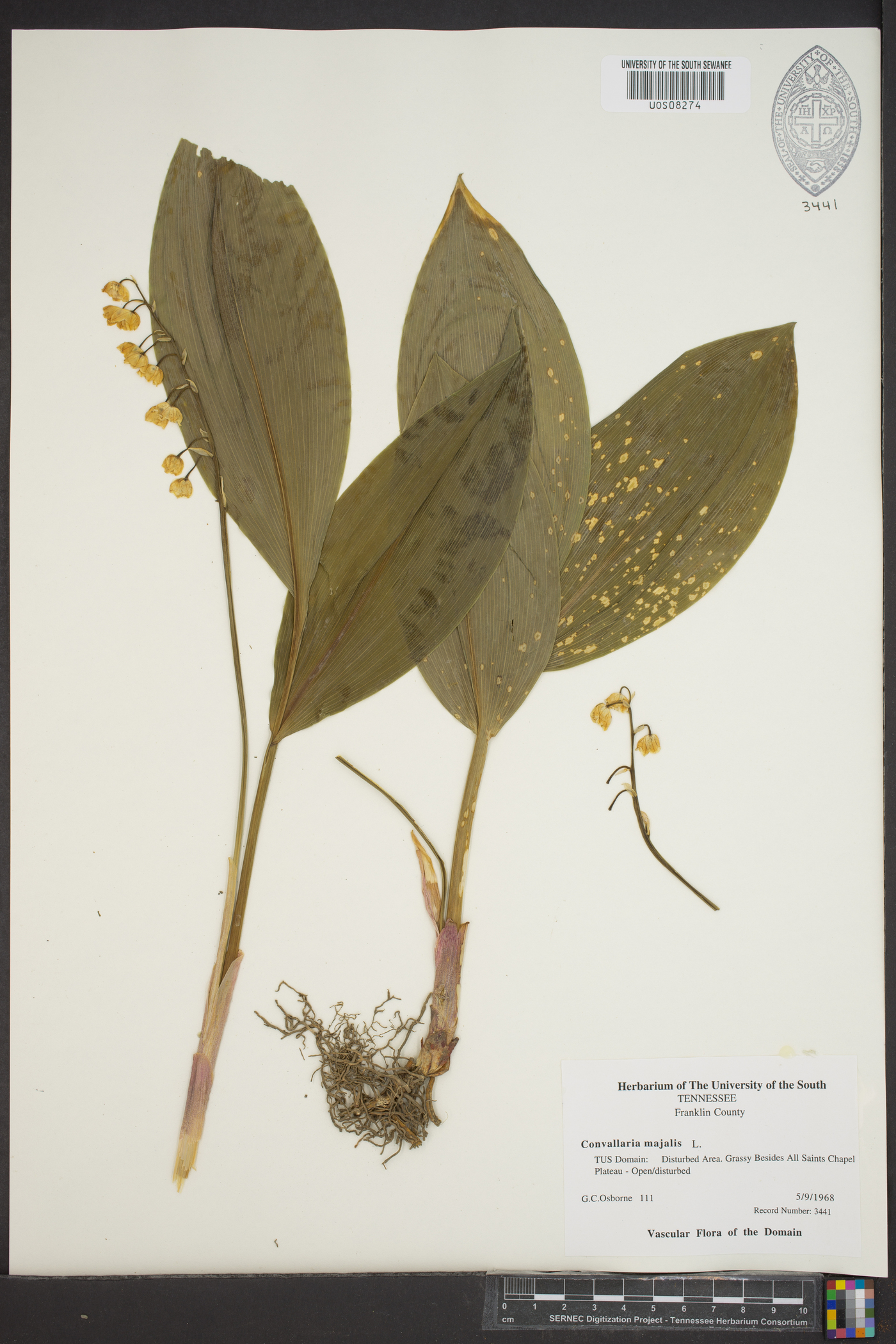 Convallaria majalis var. majalis image