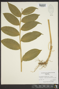 Maianthemum racemosum subsp. racemosum image