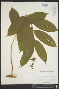 Maianthemum racemosum subsp. racemosum image