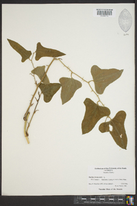 Smilax bona-nox image