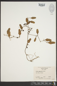 Smilax auriculata image