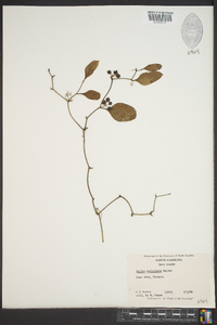 Smilax auriculata image