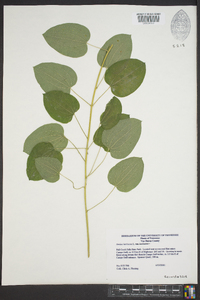 Smilax herbacea image