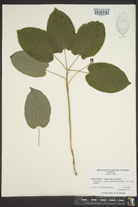 Smilax hugeri image