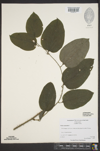 Smilax tamnoides image