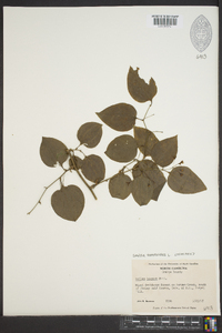 Smilax tamnoides image