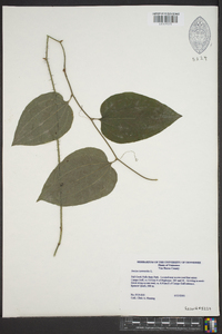 Smilax tamnoides image