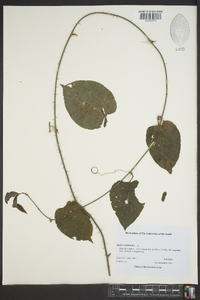 Smilax tamnoides image