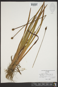 Xyris laxifolia var. iridifolia image