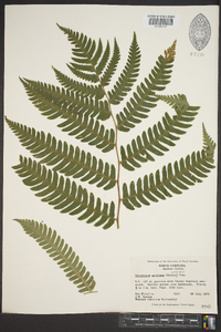 Dryopteris goldieana image