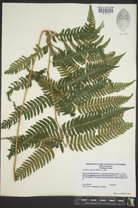 Dryopteris goldieana image