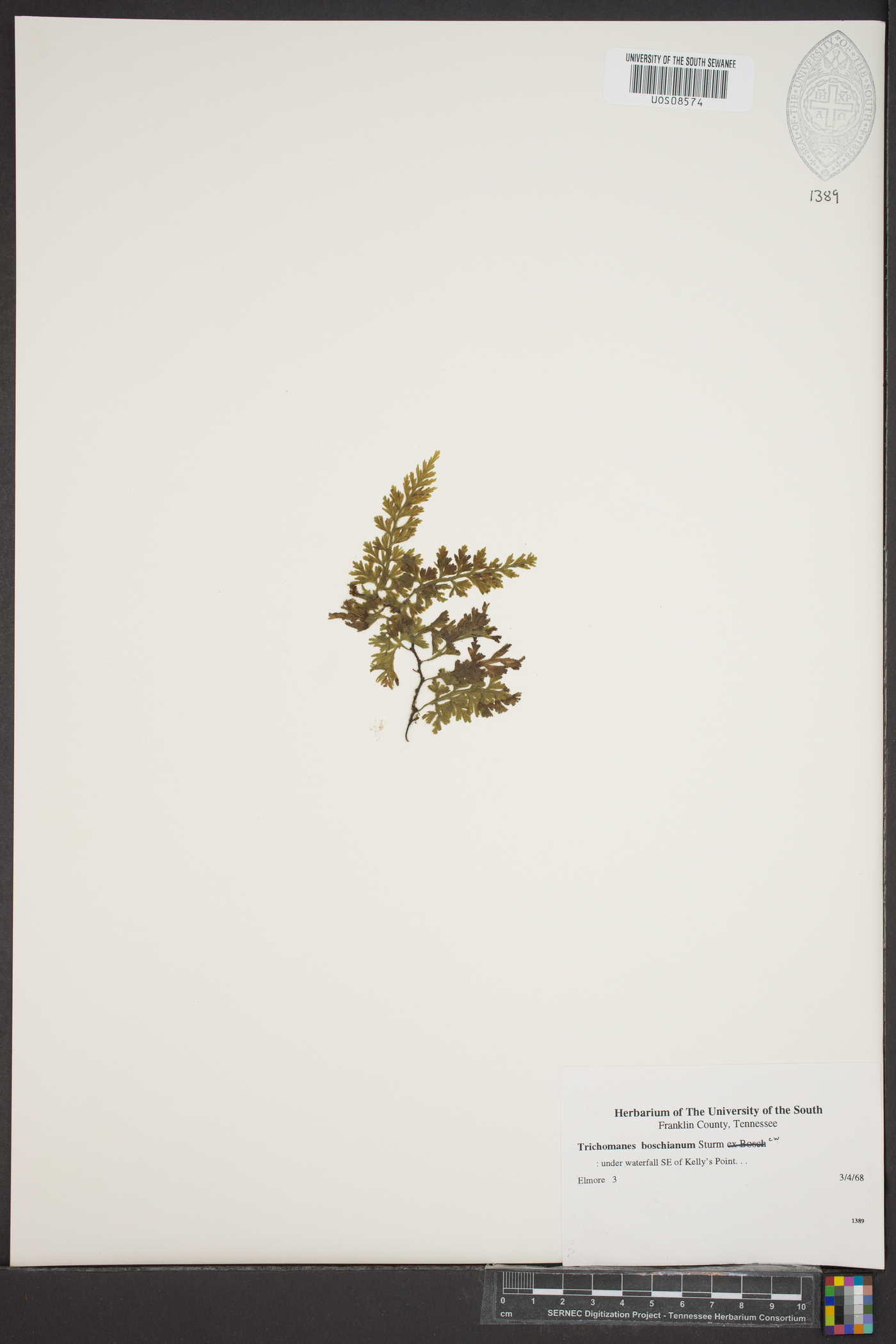 Vandenboschia boschiana image