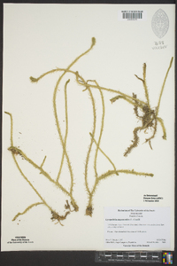 Lycopodiella alopecuroides image