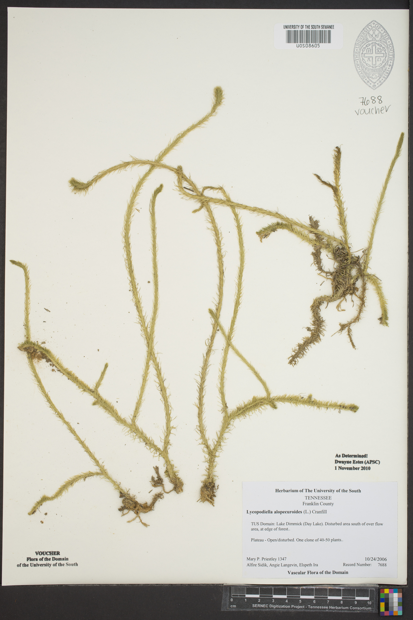 Lycopodiella alopecuroides image