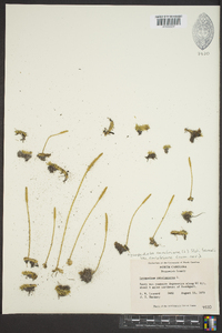 Lycopodiella caroliniana image