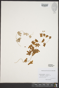 Lygodium palmatum image