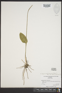 Ophioglossum vulgatum image