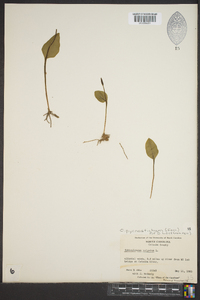 Ophioglossum vulgatum image