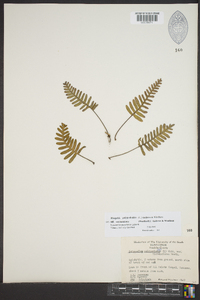 Pleopeltis polypodioides image