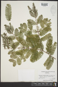 Metasequoia glyptostroboides image