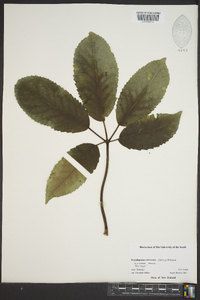 Neopanax arboreus image