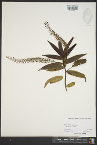 Veronica stricta image