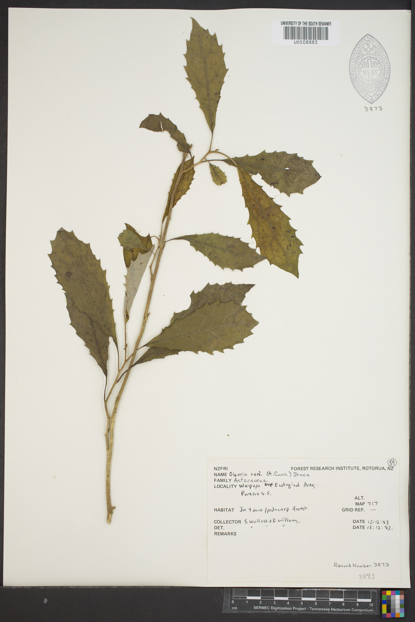 Olearia rani image