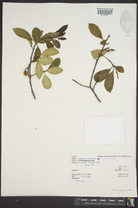 Pittosporum tenuifolium image