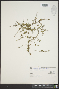Coprosma rhamnoides image