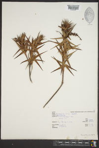 Dracophyllum strictum image