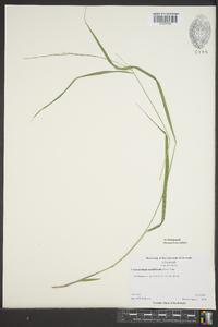 Chasmanthium sessiliflorum image