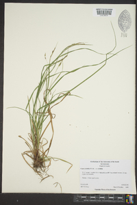 Carex debilis var. debilis image