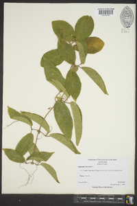 Bignonia capreolata image