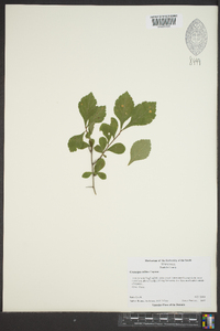 Crataegus collina image