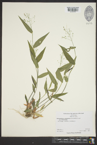 Dichanthelium commutatum subsp. commutatum image