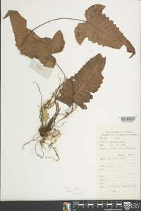 Image of Stegnogramma sagittifolia