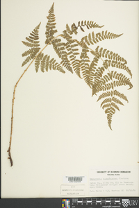 Dryopteris campyloptera image