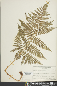 Dryopteris campyloptera image