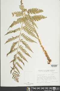 Dryopteris celsa image