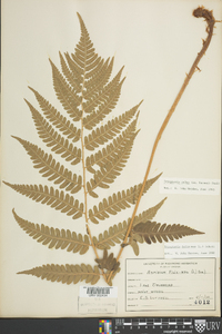 Dryopteris celsa image