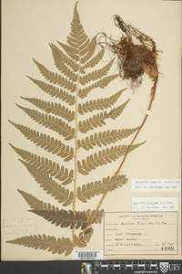 Dryopteris celsa image